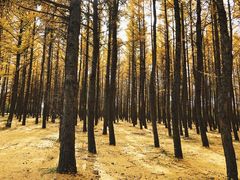 -塞罕坝国家级自然保护区