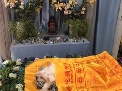 -彩虹桥宠物火化殡葬善终服务(金乐大厦店)