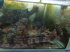 -罗源湾8号渔排