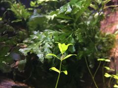 -中环花鸟鱼虫市场
