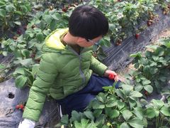-喜杨洋草莓采摘园