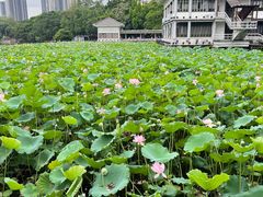-荔湾湖公园