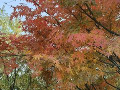 -昆山城市生态森林公园