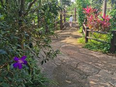 -海南热带野生动植物园