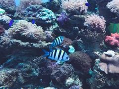 -芜湖新华联大白鲸海洋公园