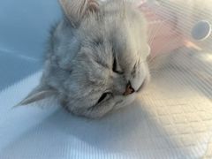 -达爱动物医院·犬猫分区·CT·复杂眼科(远洋山水分院)
