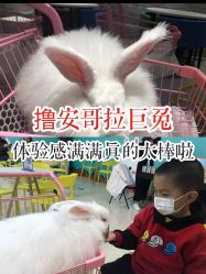点击看大图 -萌兔星空蹦床撸兔馆