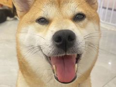 -柴犬小屋·柴餐厅·狗咖食堂(金鼎广场店)