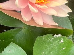 -广西壮族自治区药用植物园