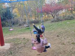 -大塘金香草谷