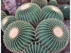 -国家植物园
