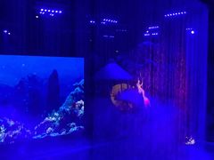 -芜湖新华联大白鲸海洋公园