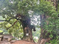 -杨家堂村