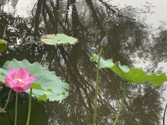 -石家庄市植物园