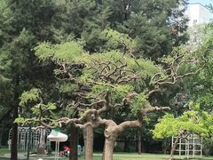 园内环境-双榆树公园