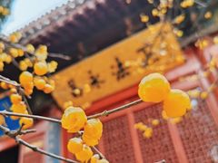 -洛阳白马寺