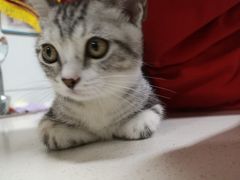 -西安京西宠物医院·瘫痪·疑难杂症