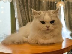-共舞时光猫咖·狗咖(新街口店)