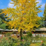 银杏黄了🍂误入莫奈花园般的绝美西餐厅