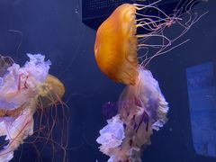 -成都浩海立方海洋公园