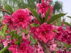 -海棠花溪(元大都城垣遗址公园)