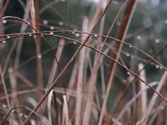-扫雪煮茶(西村店)