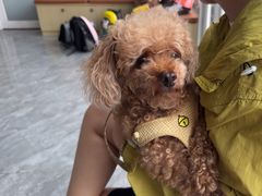 -芭比堂动物医院·CT·微创中心(新顺分院)