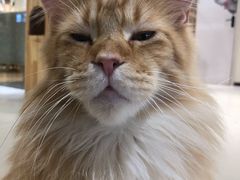 -藏猫猫咖啡主题馆(中央大道店)