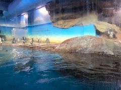 -海合安武汉极地海洋公园