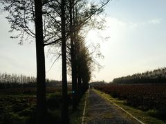 -上海长兴岛郊野公园