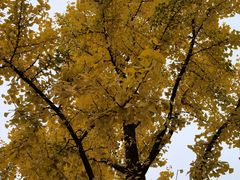 -朝阳公园游乐园