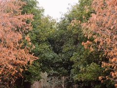 -上海海湾国家森林公园