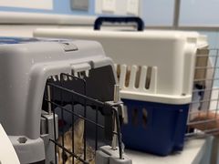 -纳吉亚猫专科动物诊疗中心(蒋宅口分院)