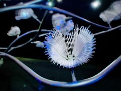 -第35届青岛国际啤酒节