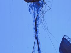 -上海海洋水族馆