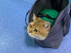 -顺强宠物诊所·狂犬免疫·夜诊·骨科(嘉定店)