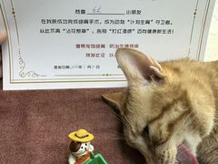 -艾贝尔宠物医院·宠保定点·超声绝育·免疫点(樱花路店)