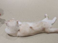 -藏猫猫咖啡主题馆(中央大道店)