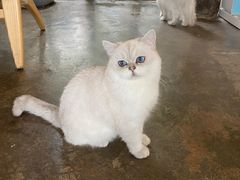 -喵屿·大理花园猫咖