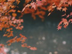 -秋霞圃
