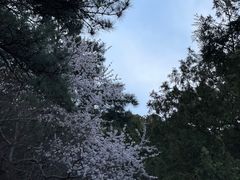 -香山公园