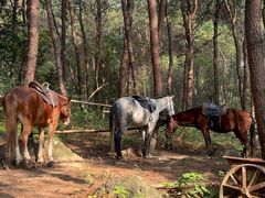 -铁山坪森林公园