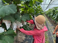 -马陆小张葡萄园农家乐