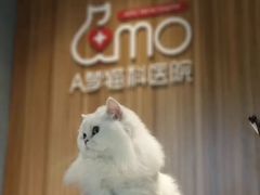 -御宝贝·A梦猫科宠物医院(国际猫友好医院)