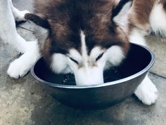 -TrueLove @ Neverland (Husky Cafe)