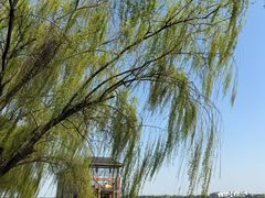 -同里湖度假村(二期店)