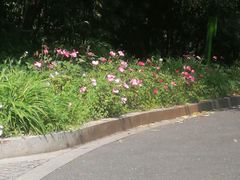 -西湖风景区-江洋畈生态公园