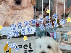 -翊宠yipet猫狗购宠庄园犬舍•猫舍