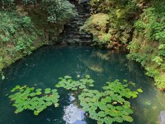 -十八棵（老龙井）御茶园(老龙井店)
