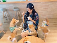 -柴犬小屋·柴餐厅·狗咖食堂(金鼎广场店)